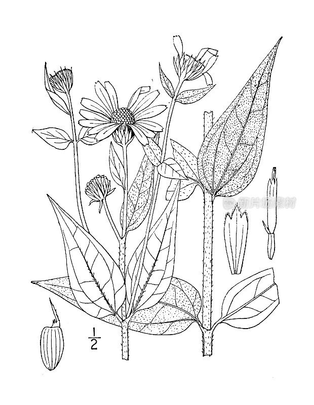 古董植物学植物插图:Helianthus hirsutus，硬毛向日葵